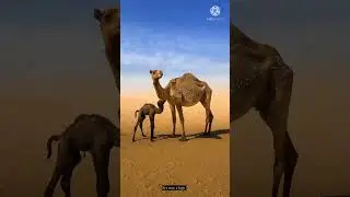 Beautiful city | Kuwait 🇰🇼  2021 | Kuwait beautiful view | #youtubeshorts #viral #shorts #kuwait