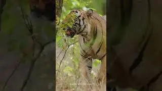 EVER SEEN A TIGER THIS HUGE? 😲 #safariwithsuyash #shorts #tiger #slowmotion