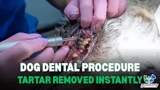 Dog Dental Cleaning | Plaque Removal, Gum Health, and Laser Therapy