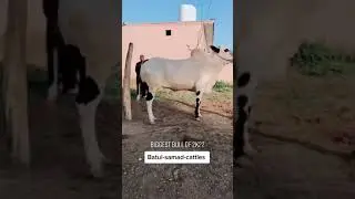 dhani bull lover ll dhani bull #shorts ll