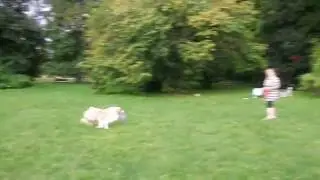 Owczarek australijski Rock frisbee