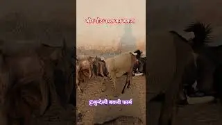 बकरी पालन कैसे करे..? #goat #bakripalankaisekre #farming #shorts #video #shortvideo #farm #बकरीफार्म