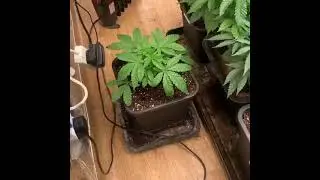 大麻weed420《2025.12.15中午》