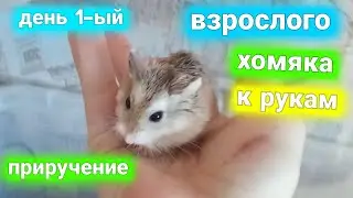 как приручить взрослого хомяка?🐹 приручение хомяка🐹 как приручить хомяка роборовского?🤨день 1-ый