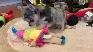 Teeny tiny merle chihuahua wrestling with her new barkbox princess toy
