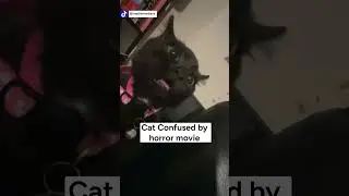 Cat Watches Horror Movie 🐱👻
