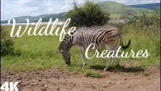 Animals|Wildlife Creatures|@ncvnocopyrightvideo|No Copyright Videos-Ncv|#animals #4k #free #ncv