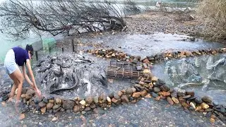 Stacking rocks to block the stream, the girl set bait to trap fish and caught many big fish.