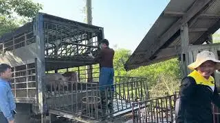 The first low-priced pig sale after the African swine fever epidemic. The joy and sadness of a Farm 