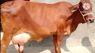 Pure cholistani aur pure sahiwal 24 litre dudh Dene wali gay