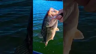 👆🏻v&iacute;deo completo #fishingbloggers #vlogfishing #fishingbloggers #videospescando