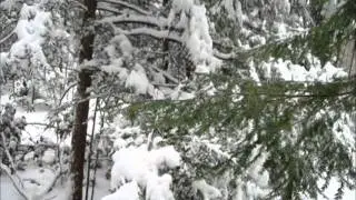 Hemlock snow shower