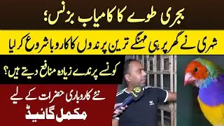 Birds Business Plan | Budgies Birds Business in Pakistan | Complete Guide for Beginners