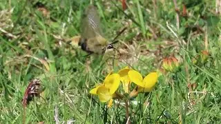Another brief encounter with a Narrow-bordered Bee Hawkmoth