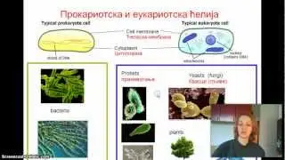 Izokrenuta učionica - Bakterije
