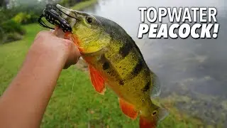 Topwater frog fishing for PEACOCK BASS!!! (ft. JDM Shimano Casitas MGL)