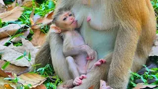 Too much love a newborn baby monkey of Rose is getting milk from her