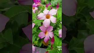 🌿✨ La Magie de la Nature : Respirez, Souriez et Ressentez la Vie ! 🌸🍃
