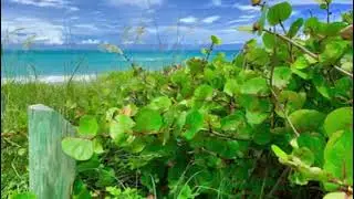 Tiger Shores Beach in Stuart Florida 🏖️