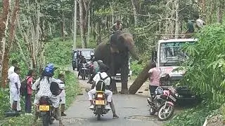 Loading of the Kitul using elephants