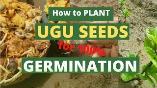 PLANTING OF UGU SEEDS FOR OPTIMUM GERMINATION: ugu farming, ugwu farming, vegetable farming, nigeria
