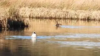 Wildlife at a Golden Pond  | 4K |  Cathkin Marsh Nature Reserve, Scotland - Winter