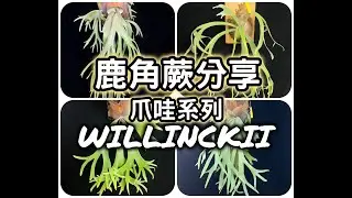 【鹿角蕨系列】品種分享 爪哇鹿角蕨 Platycerium Willinckii