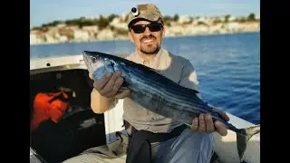 Palamida na povrsinca - Bonito feeding frenzy on topwater lure Jack Fin Stylo 220