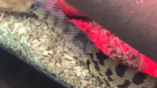 Bullsnake SHEDDING!