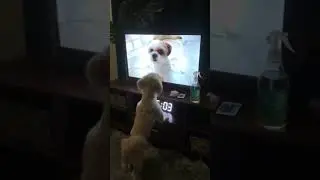 My Dog&rsquo;s Favorite Hobby 😂 #dogshorts #furbabylove #furdad #pets #petsvlog #cutedogs