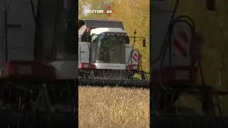 Уборка зерновых дала обильный урожай в Якутии #якутия #зерновые