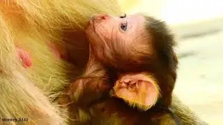 Baron baby Ask Milk Mom More, cute baby monkey,Monkey JUJU
