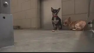 29 chihuahuas, 3 cats seized from Ohio home after complaint of 'deplorable conditions'