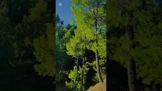The beauty of District Shangla, big mountains, green and big trees #greenmountain