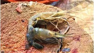 Big chingri Fish Cutting By Expert Fish Cutter part- 03  #fishcutting1
