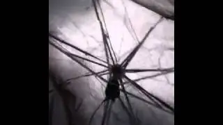 RANDOM: Umbrella Down Under POV