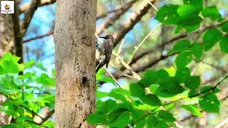 Most Beautiful WOODPECKERS Collection | khaththukra | World Unique Amazing - CuTeSt AniMaLs ToDy