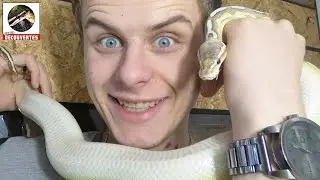 LE PYTHON ROYAL - EUBLEPHARIS