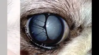 Animal Eye Care