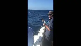 SUNSHINE COAST FISHING CHARTERS