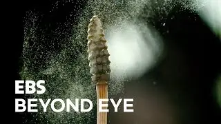 Spores of Horsetails are Blown by Wind
