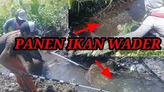 Hasilnya bikin kanget😲 nyetrum ikan wader di parit persawahan