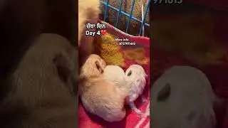 #puppy #trending #toypom #sidhumoosewala #viral #shorts
