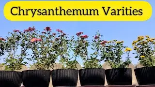Chrysanthemum Colection in My Garden/Guledaodi plants care tips #thegreenerygarden 