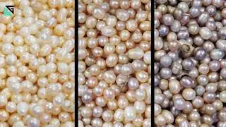 SG Pearl Sorting Machine/Color Sorter Machine