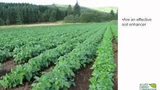 Substantially Increases Crop Yields- Allied Energy Corporation