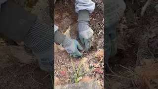 Strange technique of collecting honey