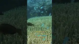 Blue Green Chromis Habitat: Wild vs Aquarium 🐟