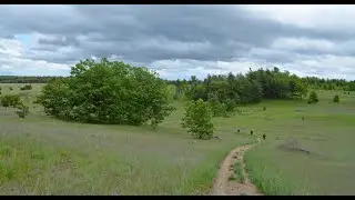 How to Help Restore Ontario's Grasslands