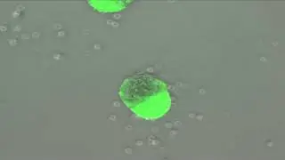 Shaping up: Researchers reconstruct early stages of embryo development